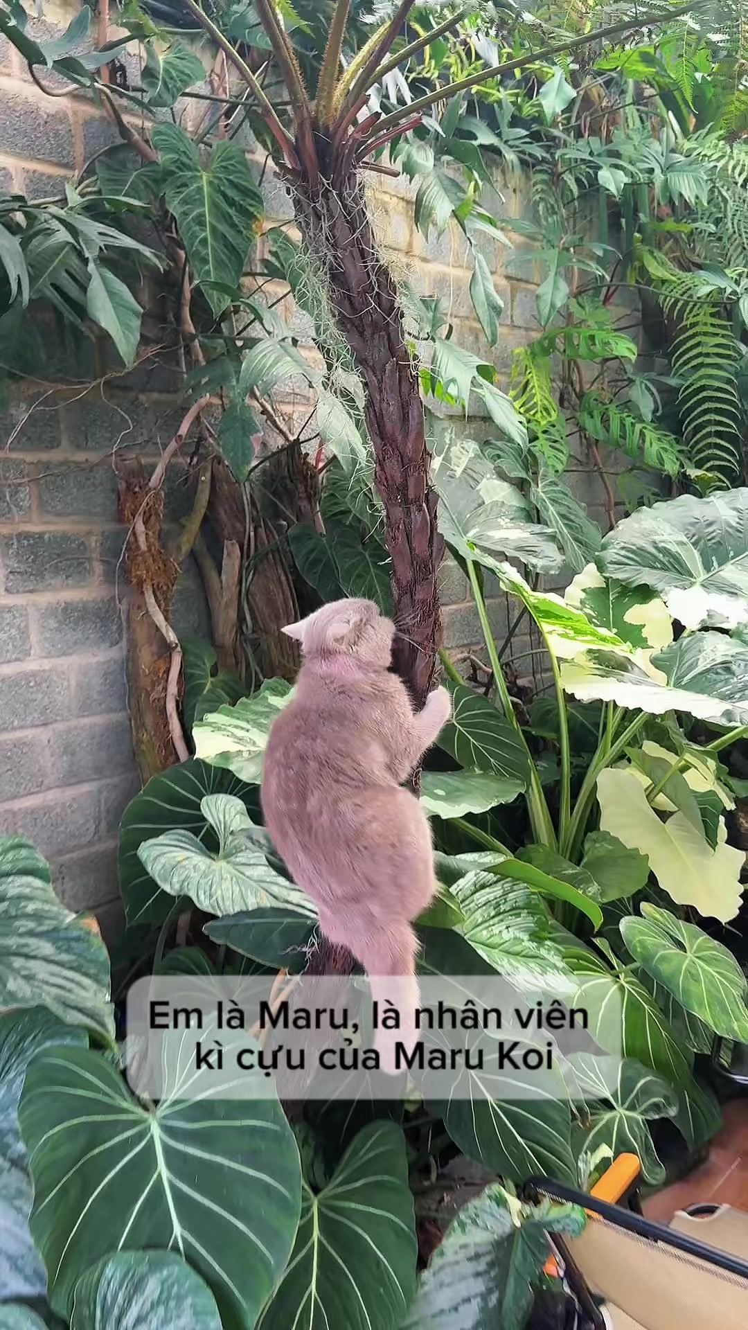 @Nguyễn Ho&agrave;ng Linh