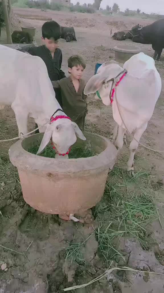 @Gulsher Ali