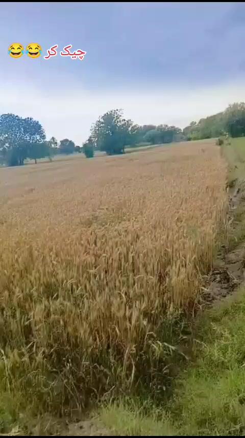 @tofeeqkhanpury