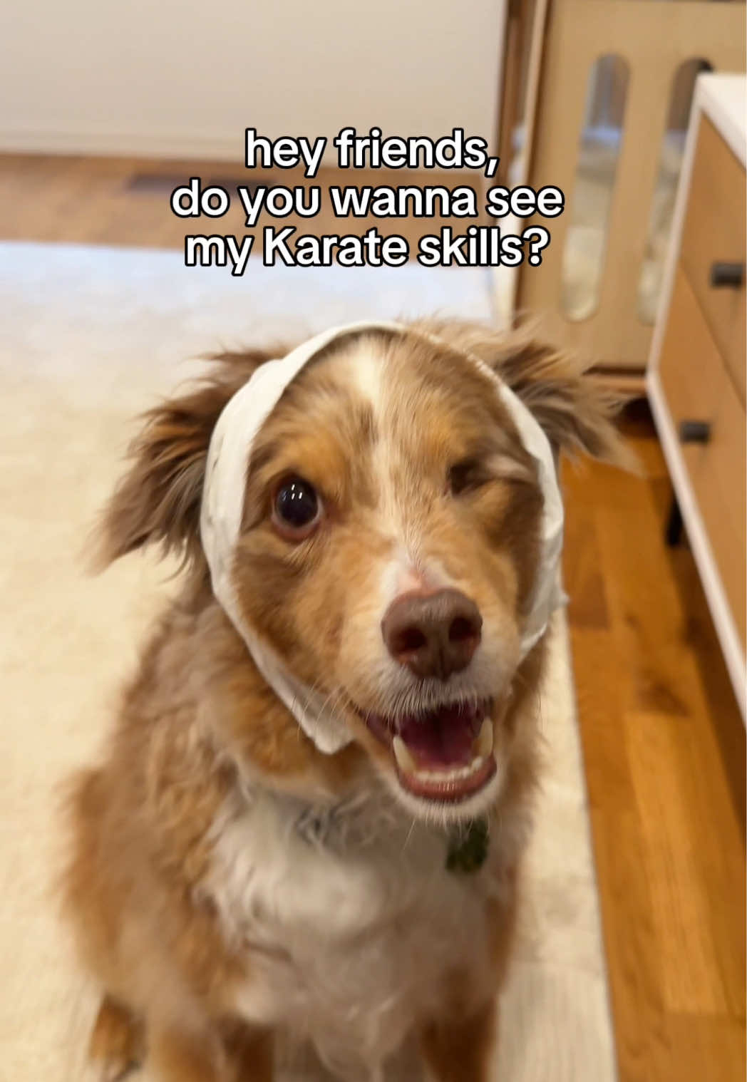 @ayce & aria 🐶