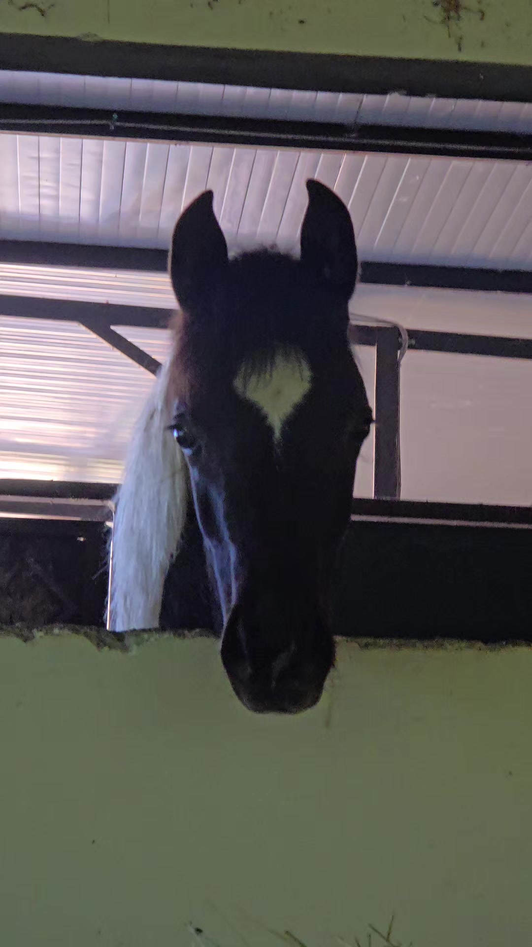 @Horse Training Center Albania