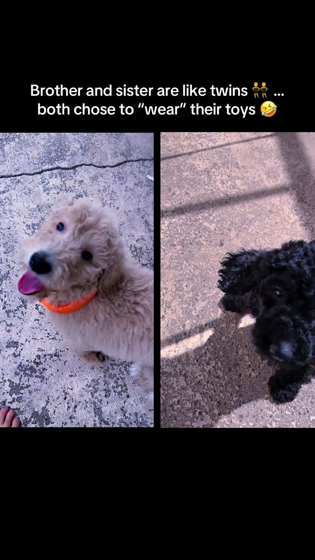@AmandaT | Your Dog is COOL!