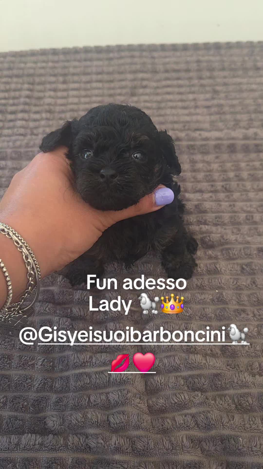@CandyQueen👑🐩