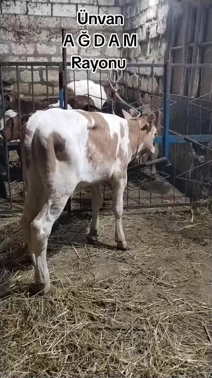 @Сарван 02