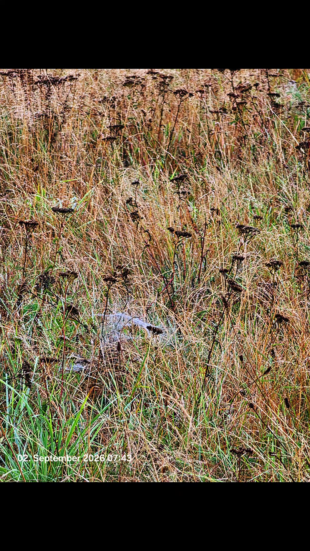 @Ekto Wolle