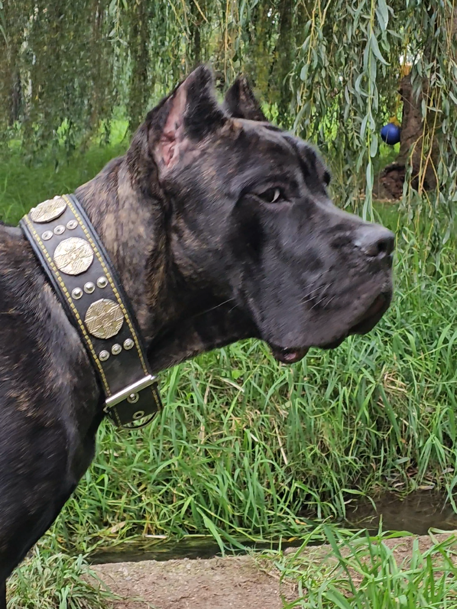@SalmonCreekCaneCorso