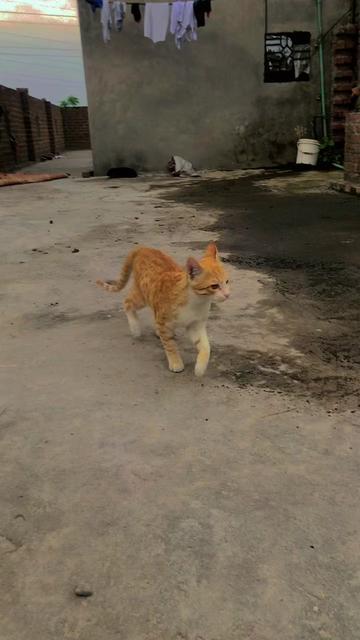 @قاسم بٹ