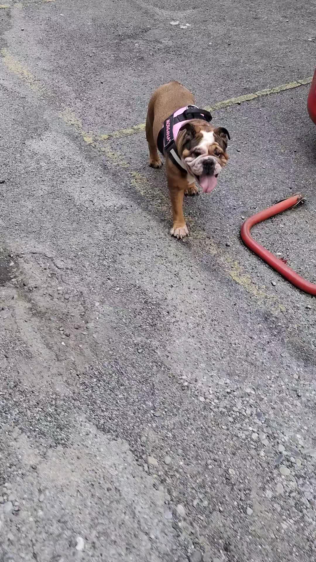 @Cri🐾M❤️rghy🐾labulla❤️