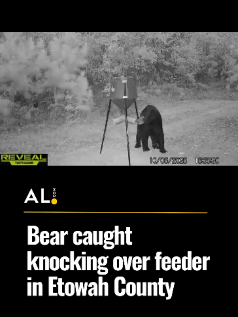 @AL.com