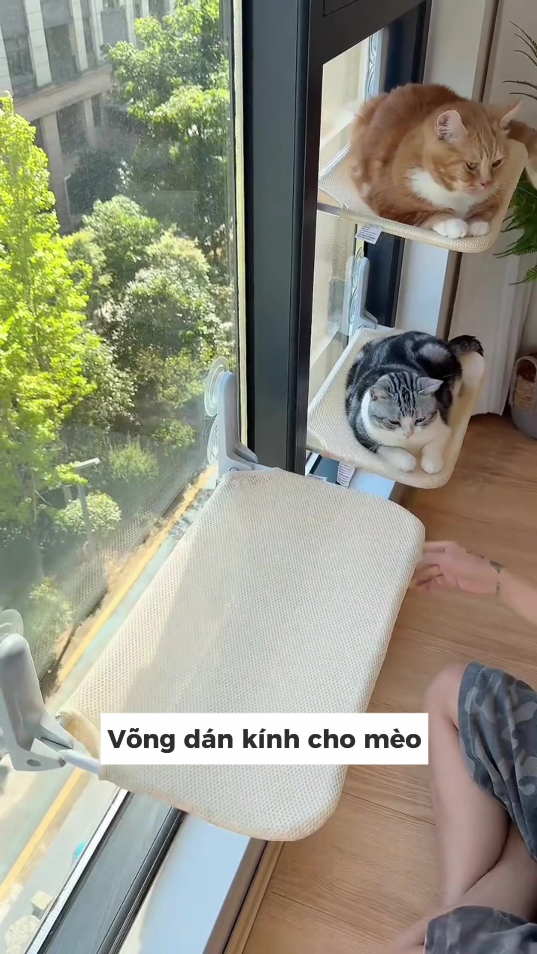 @Skibidi Cat