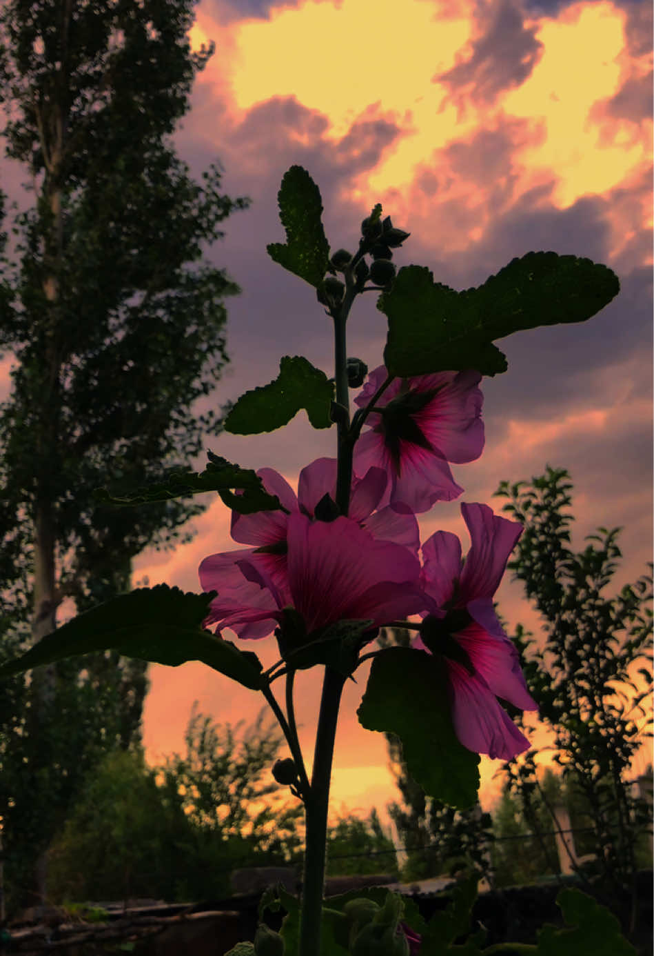 @anisthetics__1