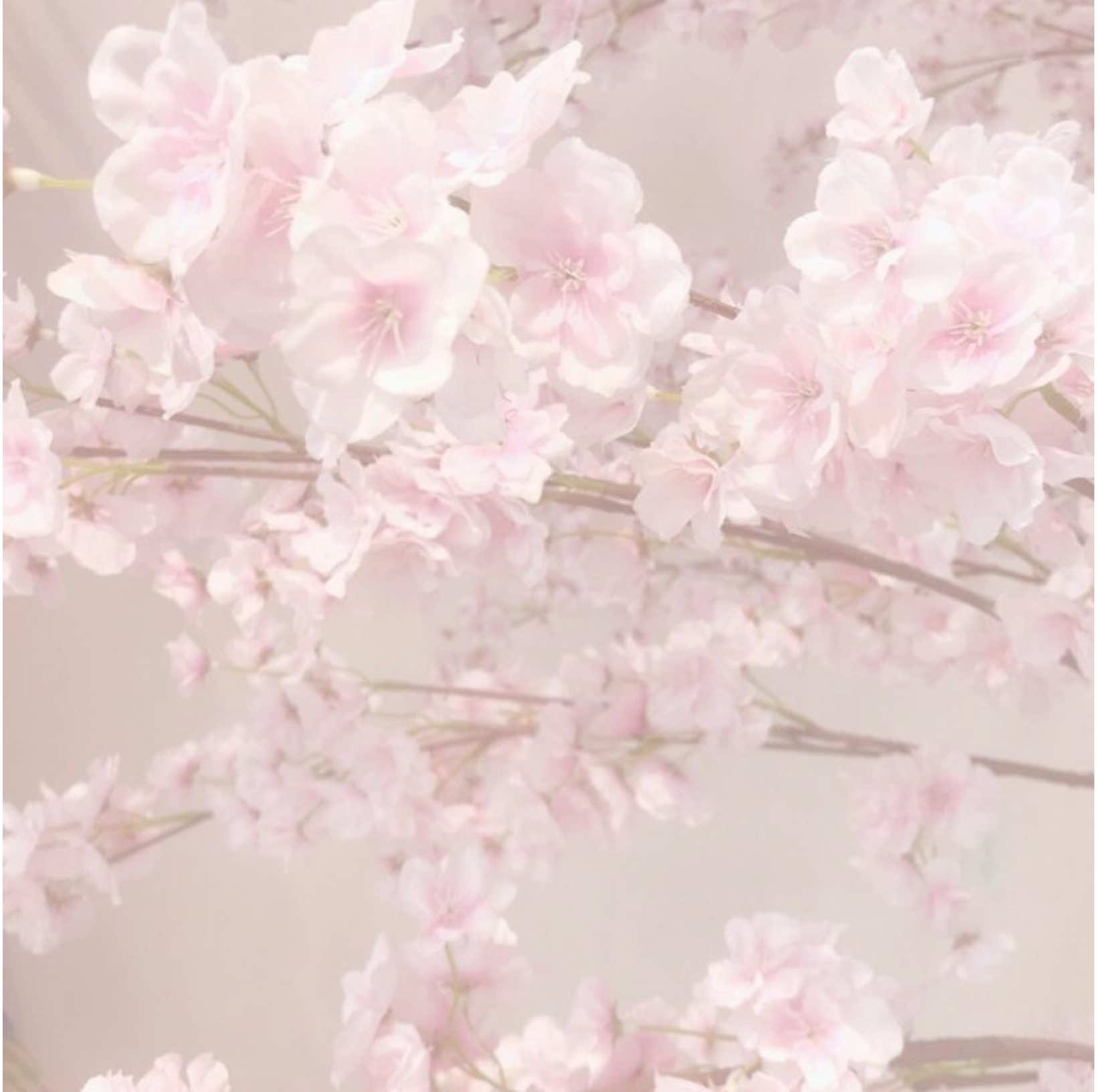 @ρ𝗋𝗂𐓣𝖼𝖾𝗌𝗌🦄🍭