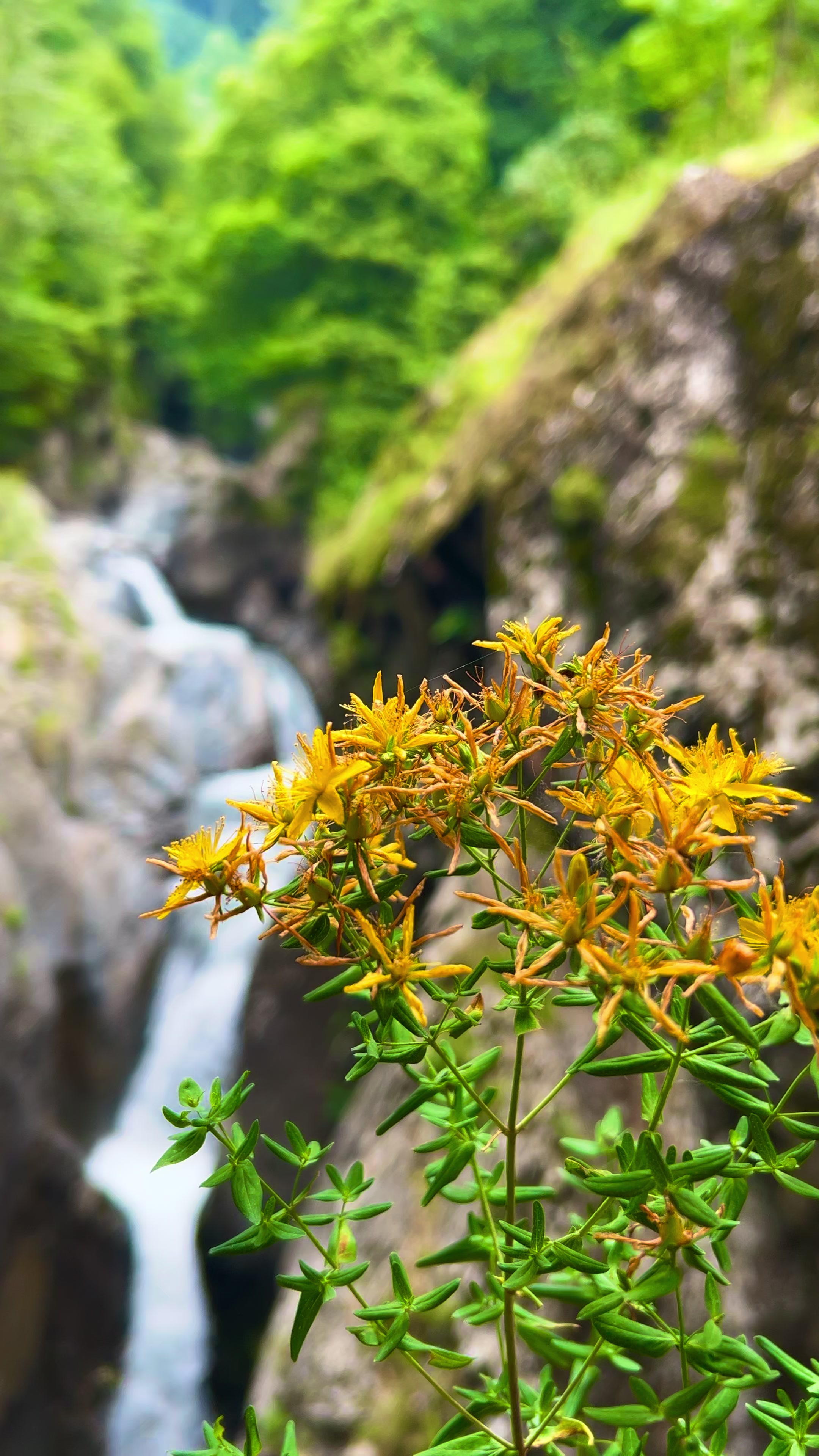 @𝑨𝒅𝒊𝒍𝒐𝒗🌿