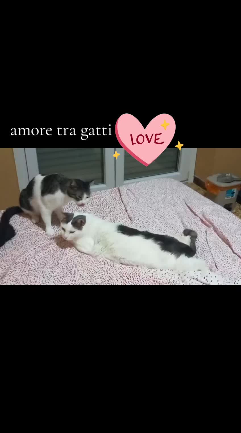 @amica dei gatti