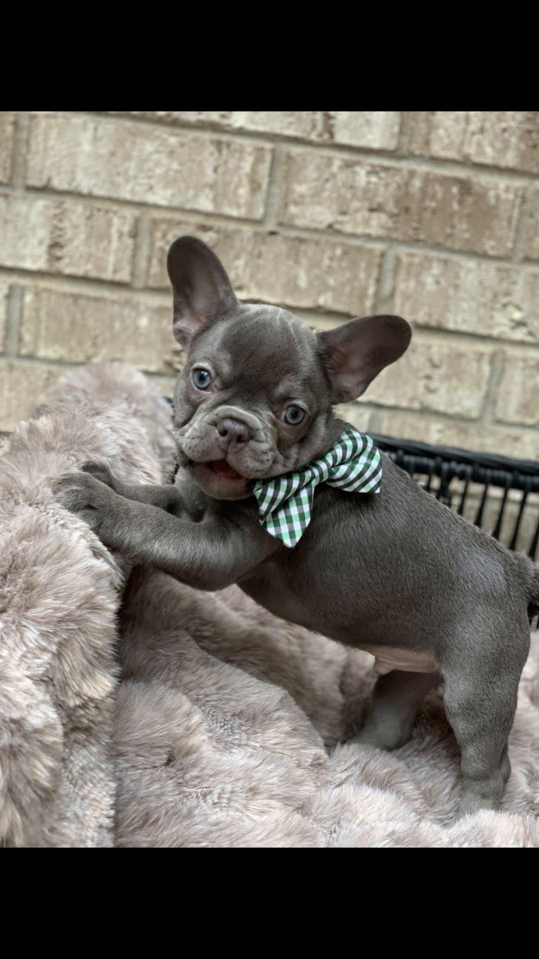 @Flyazz Frenchie Papa