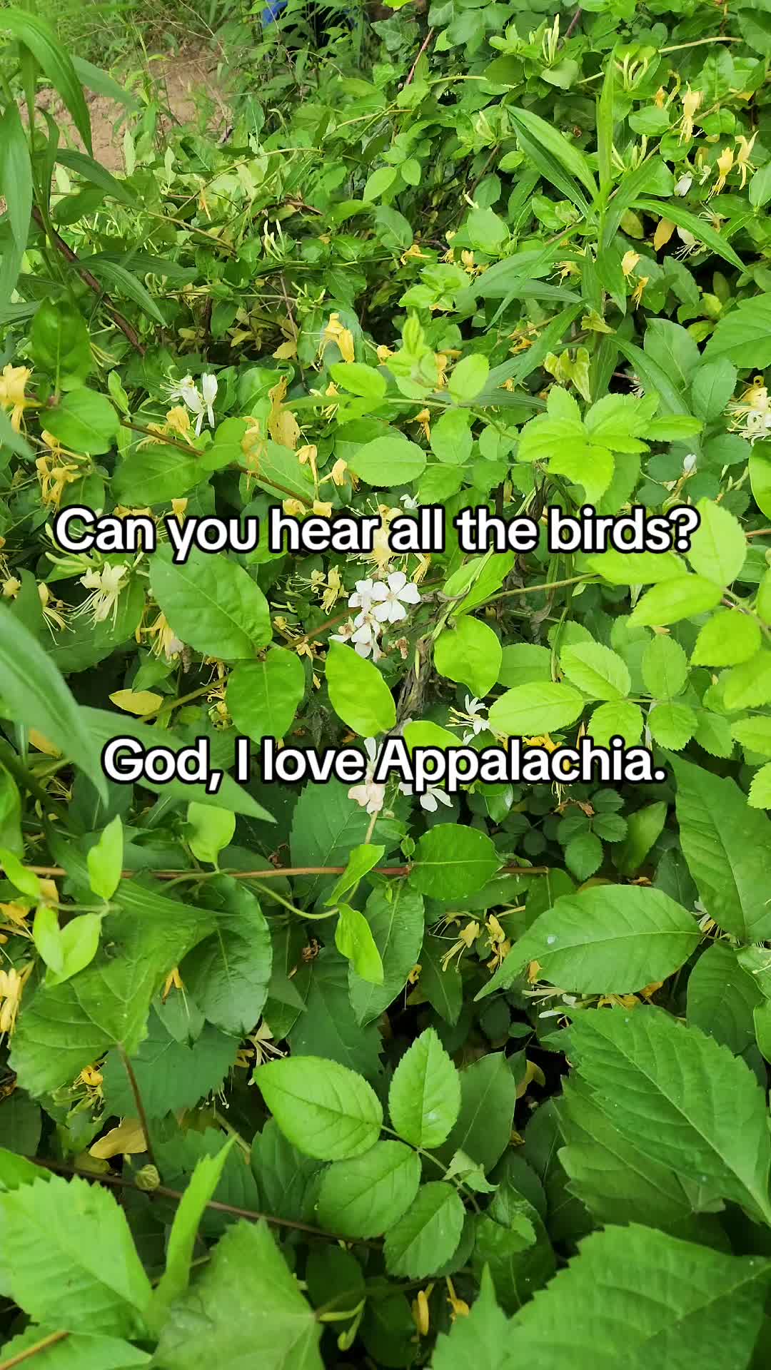 @The Magickal Appalachian