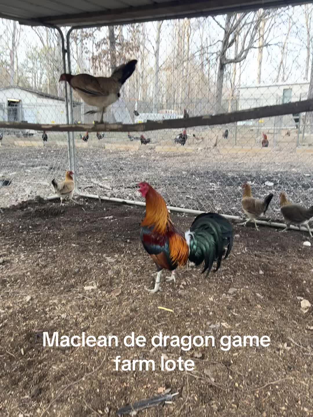 @Dragon game farm