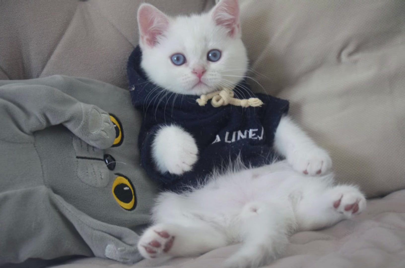 @swetlana_kittycat