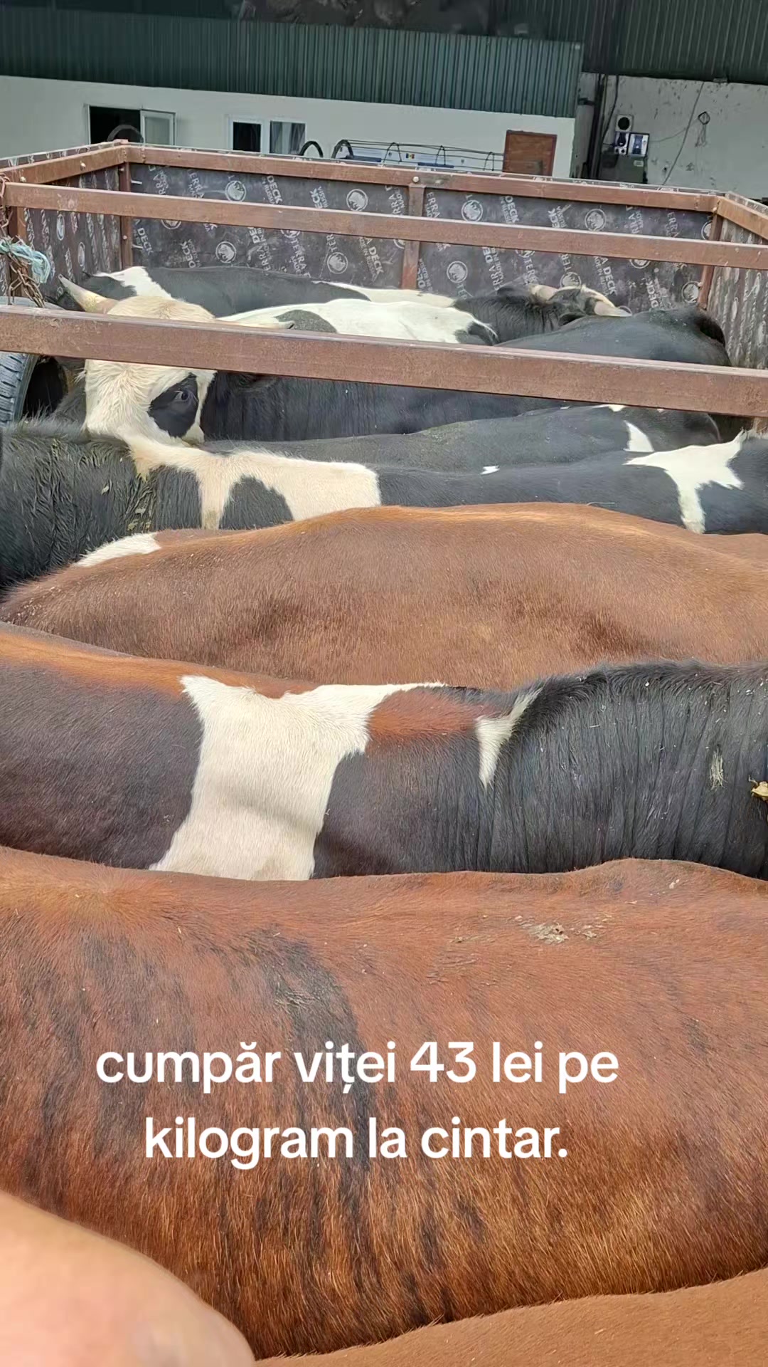 @romanbesleaga059