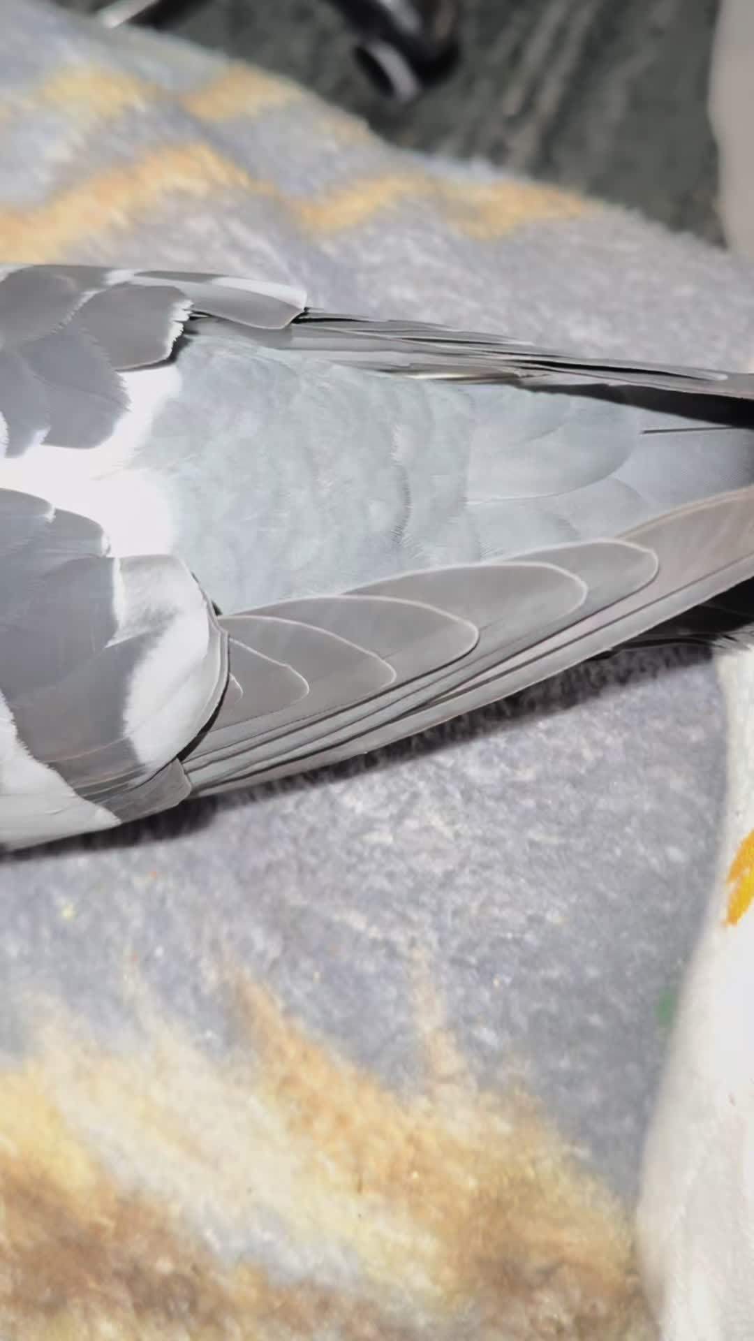 @Beebee The Pigeon