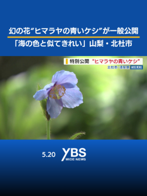 @YBSニュース 山梨【公式】