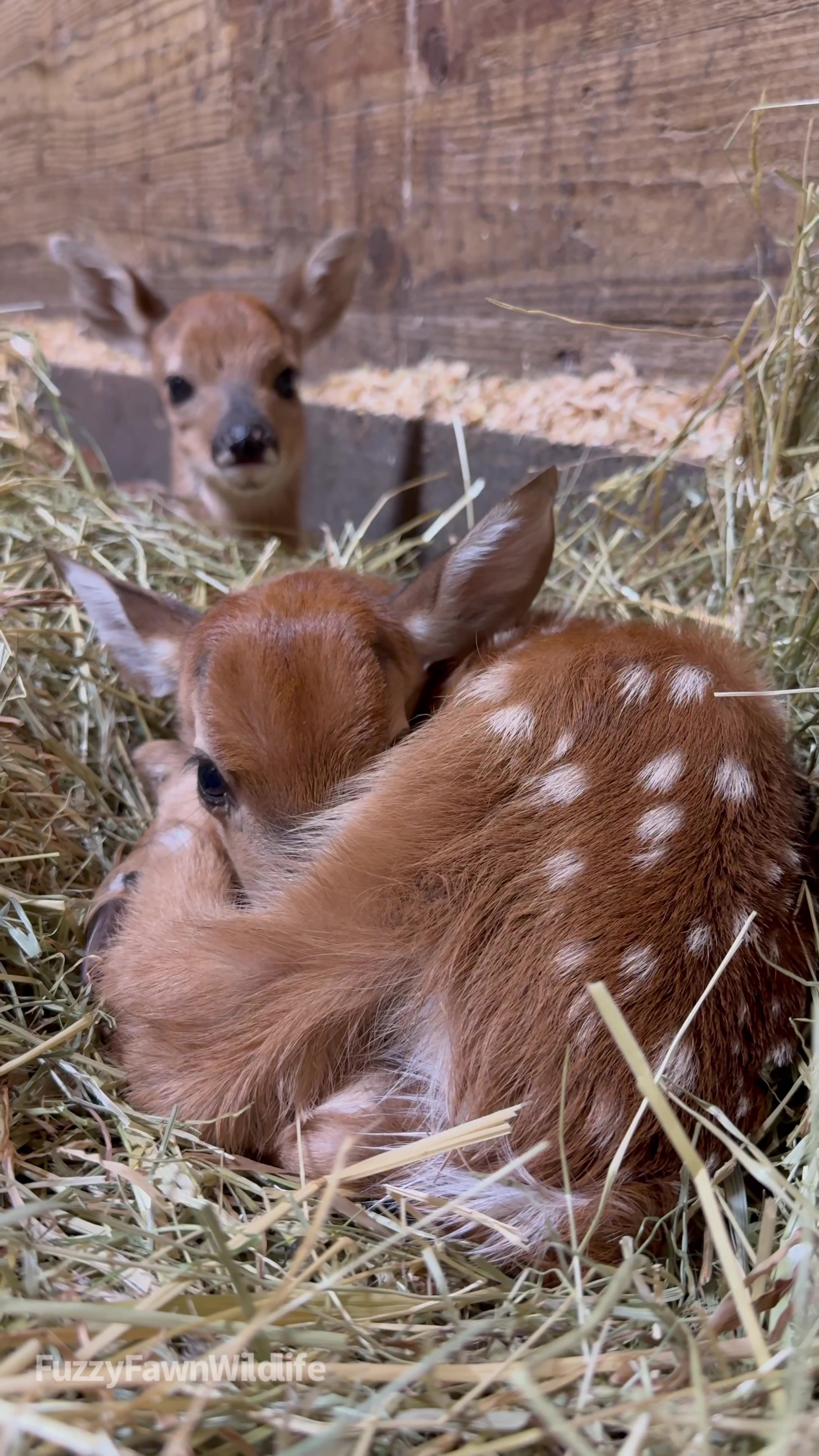 @Fuzzy Fawn Wildlife