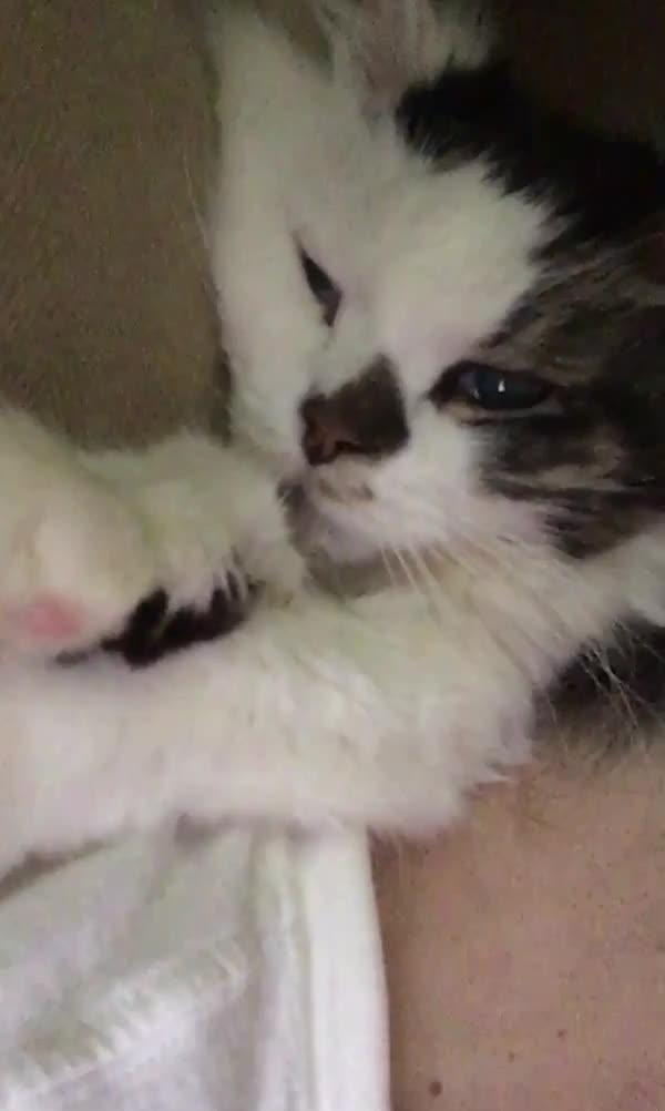 @OnlyKindnessRescue
