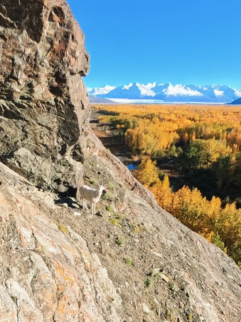 @My Heart Beats Alaska