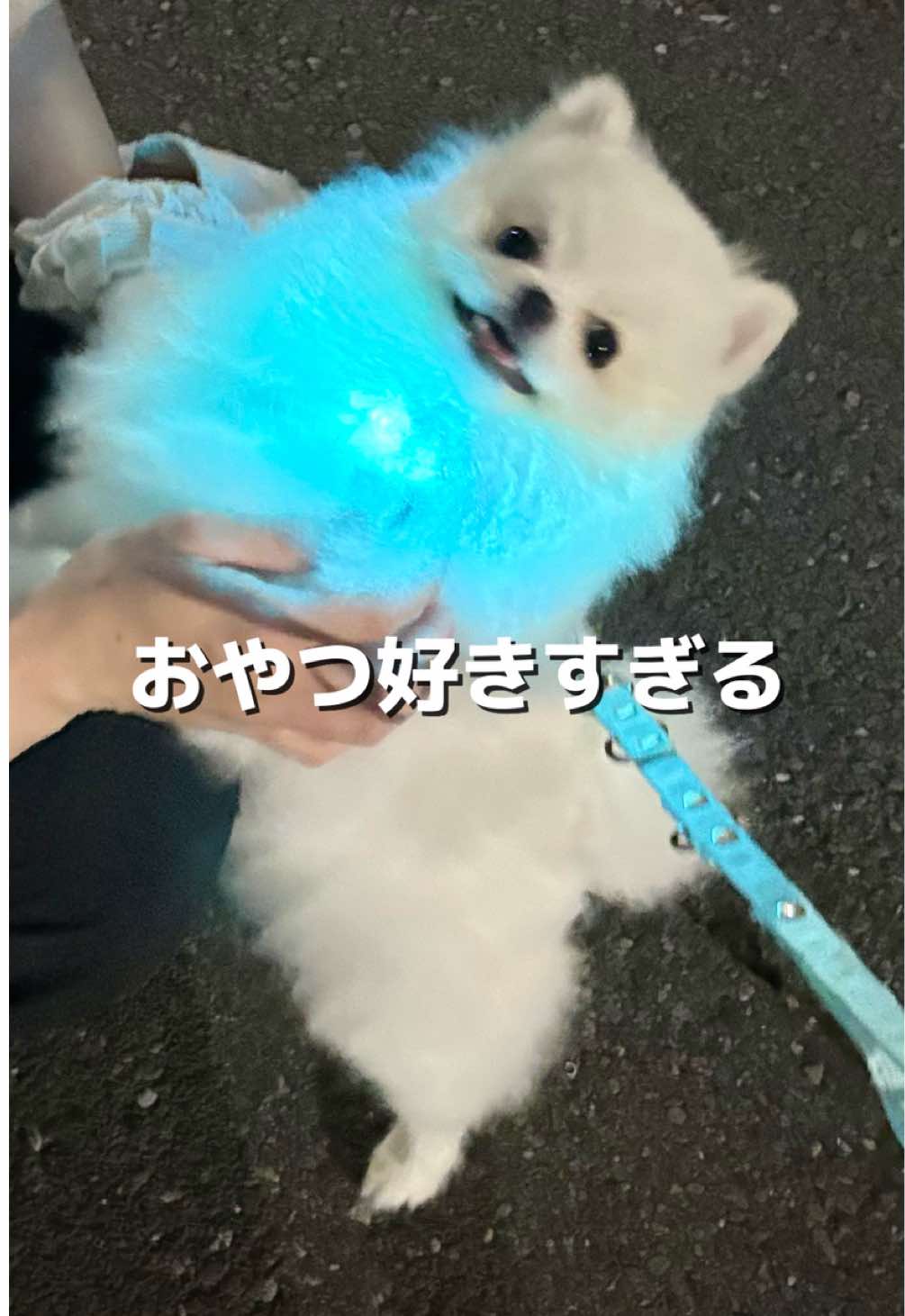 @ポメラニアンのミル🍼