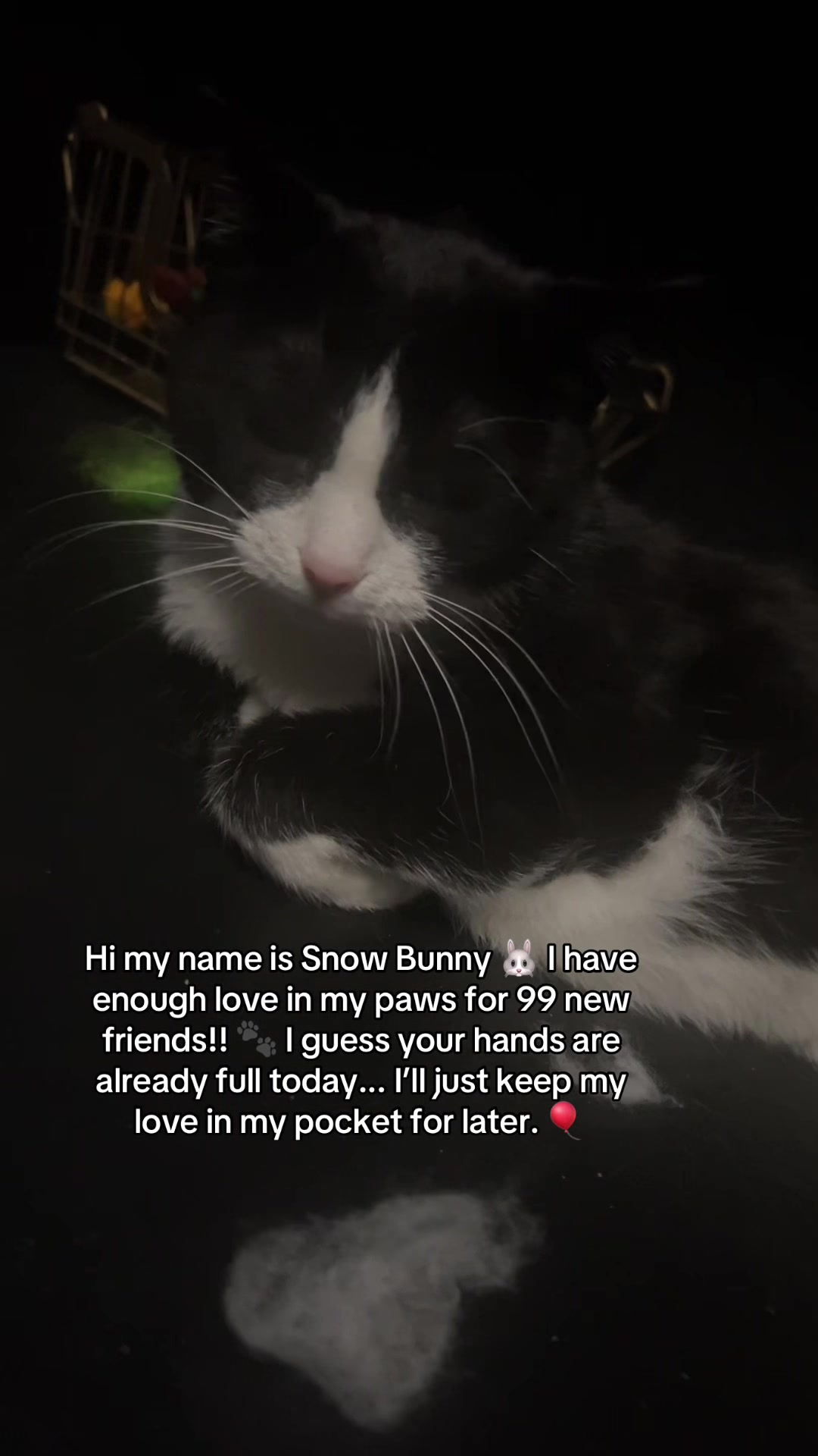 @Bunny