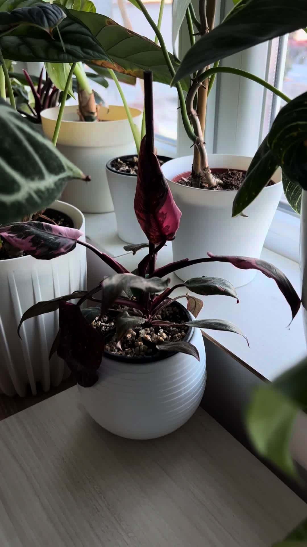 @Plant House & Garden