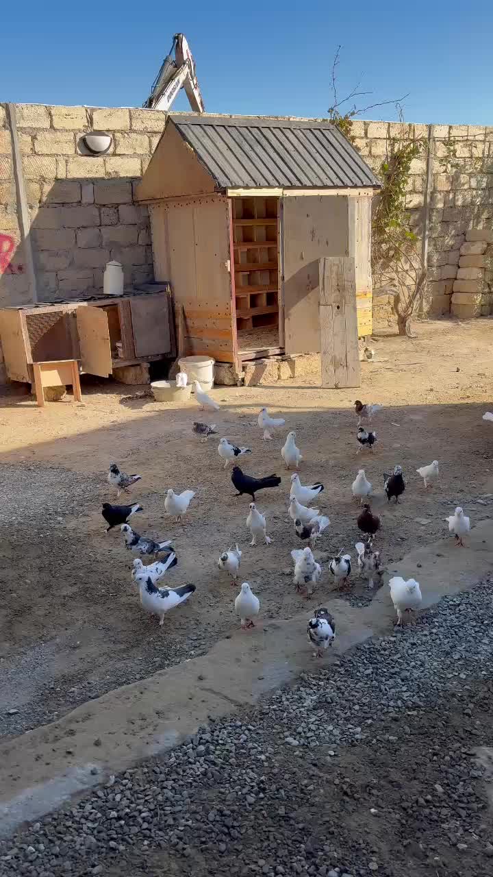 @pirsağı