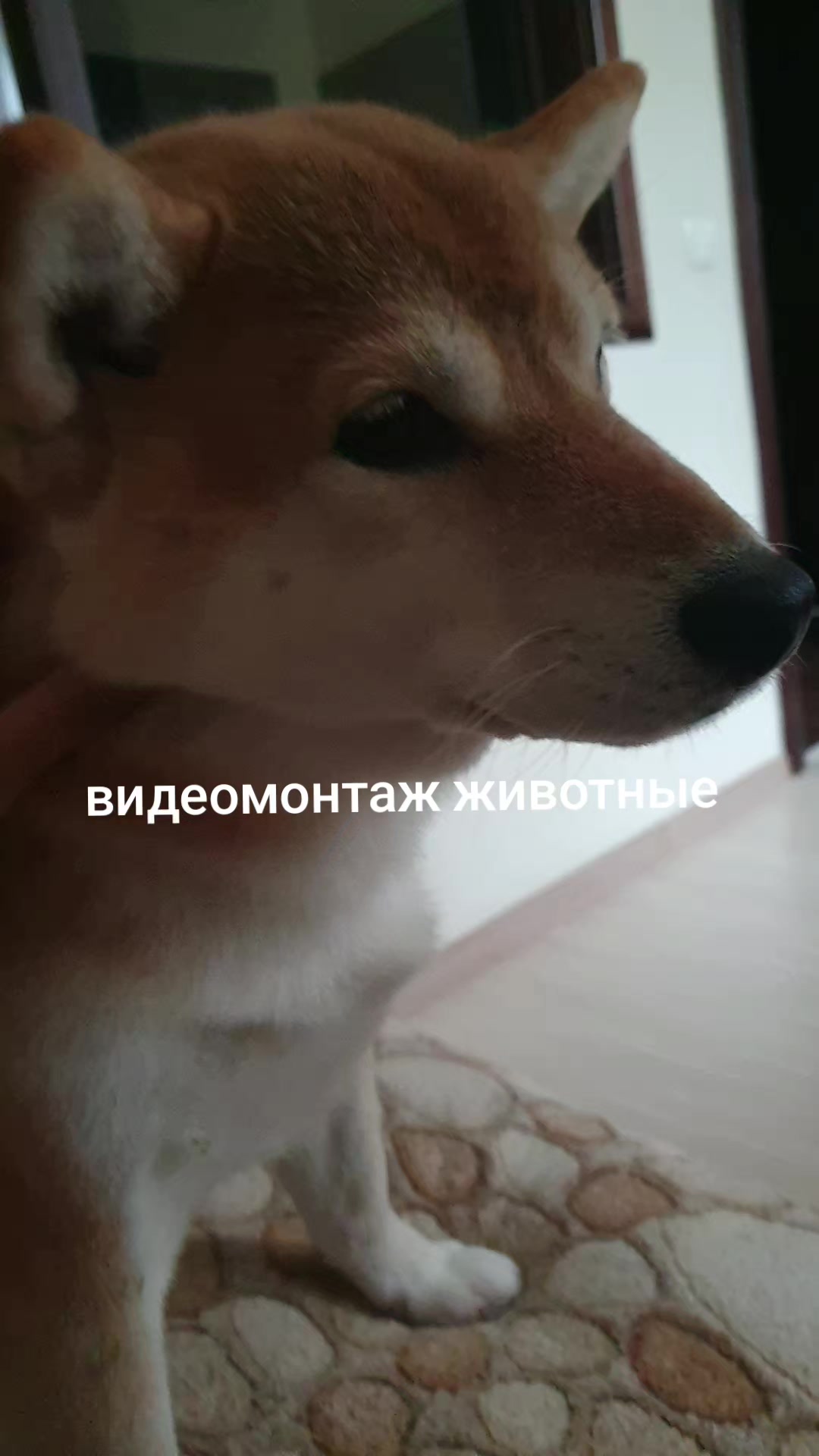 @vitamine.acd