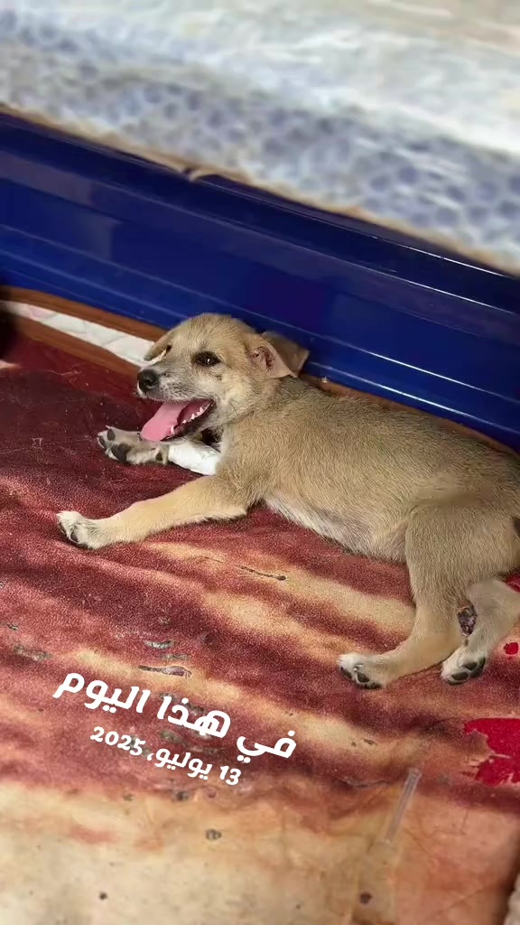 @ابو مصطفى🇪🇬