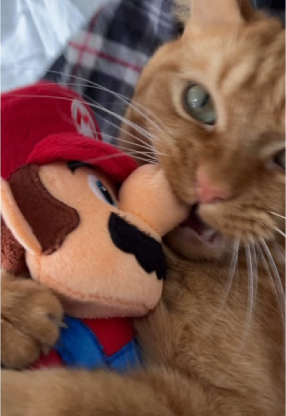 @cowboycatdad