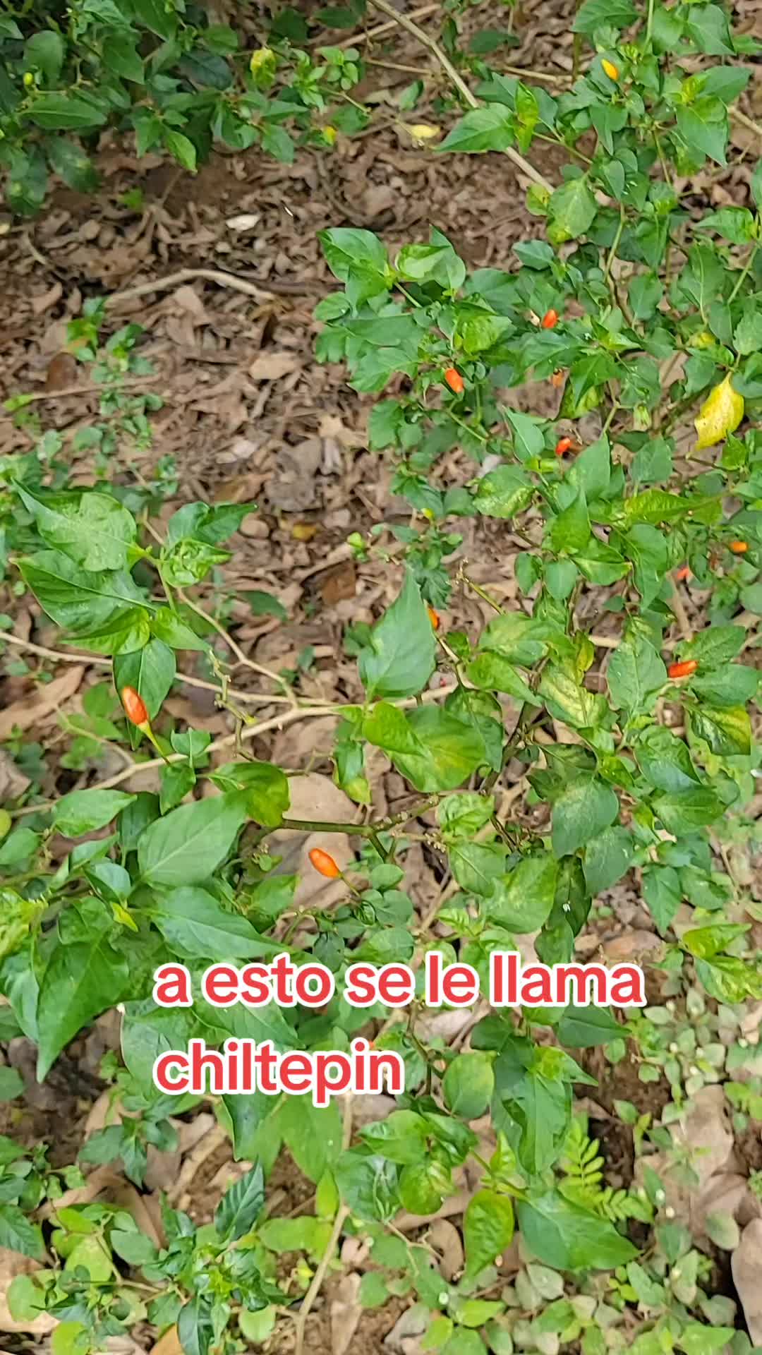 @lucymanzano