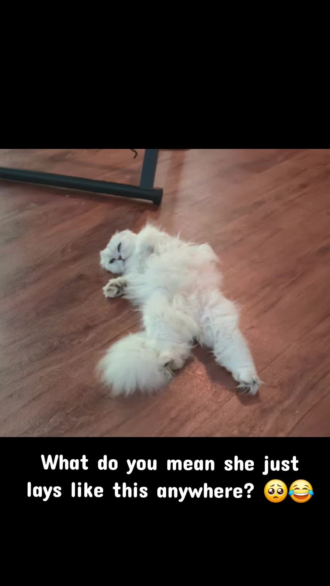 @Brittany Beauties Kittens