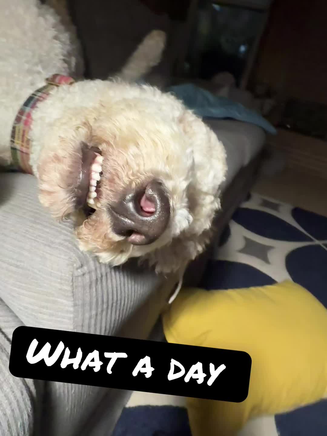 @bigdoodleandlittledoodle