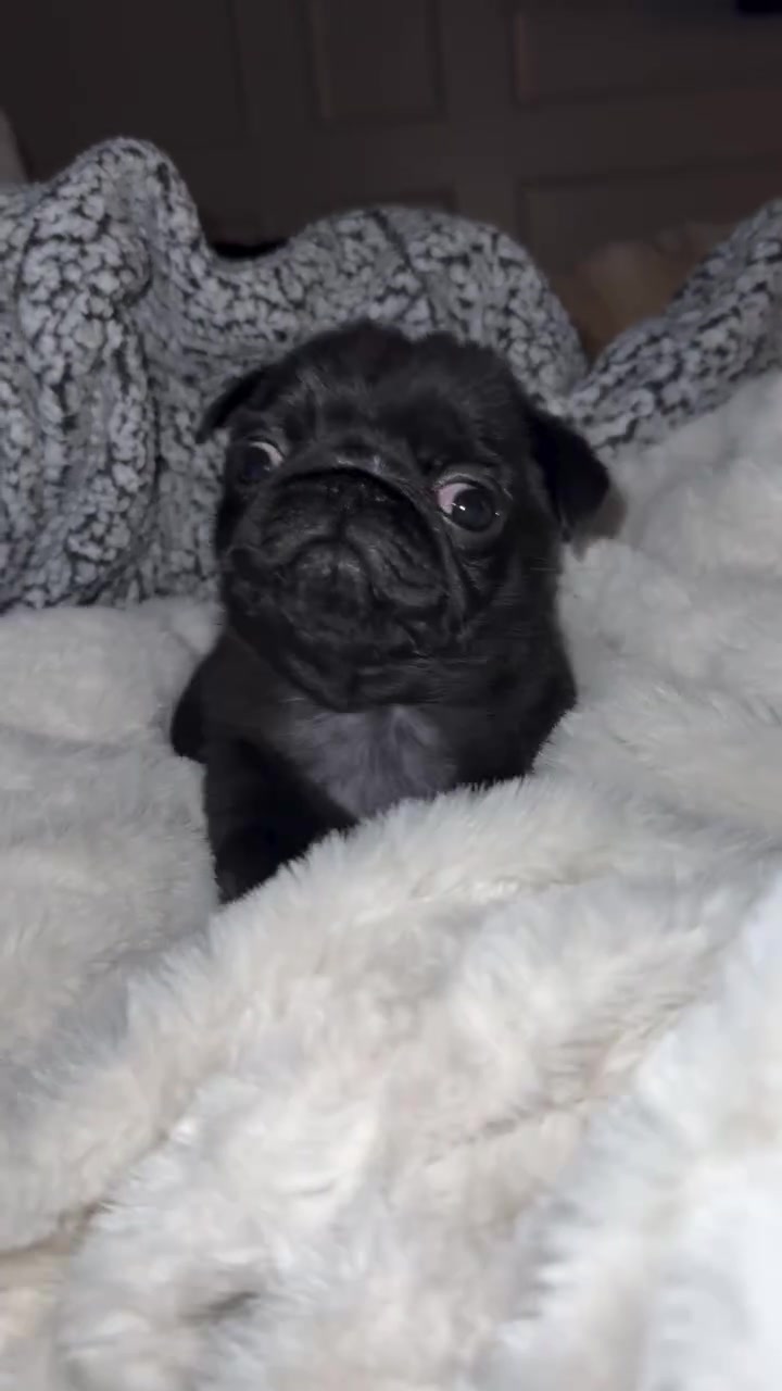 @Pug Puppies world 🐶❤️
