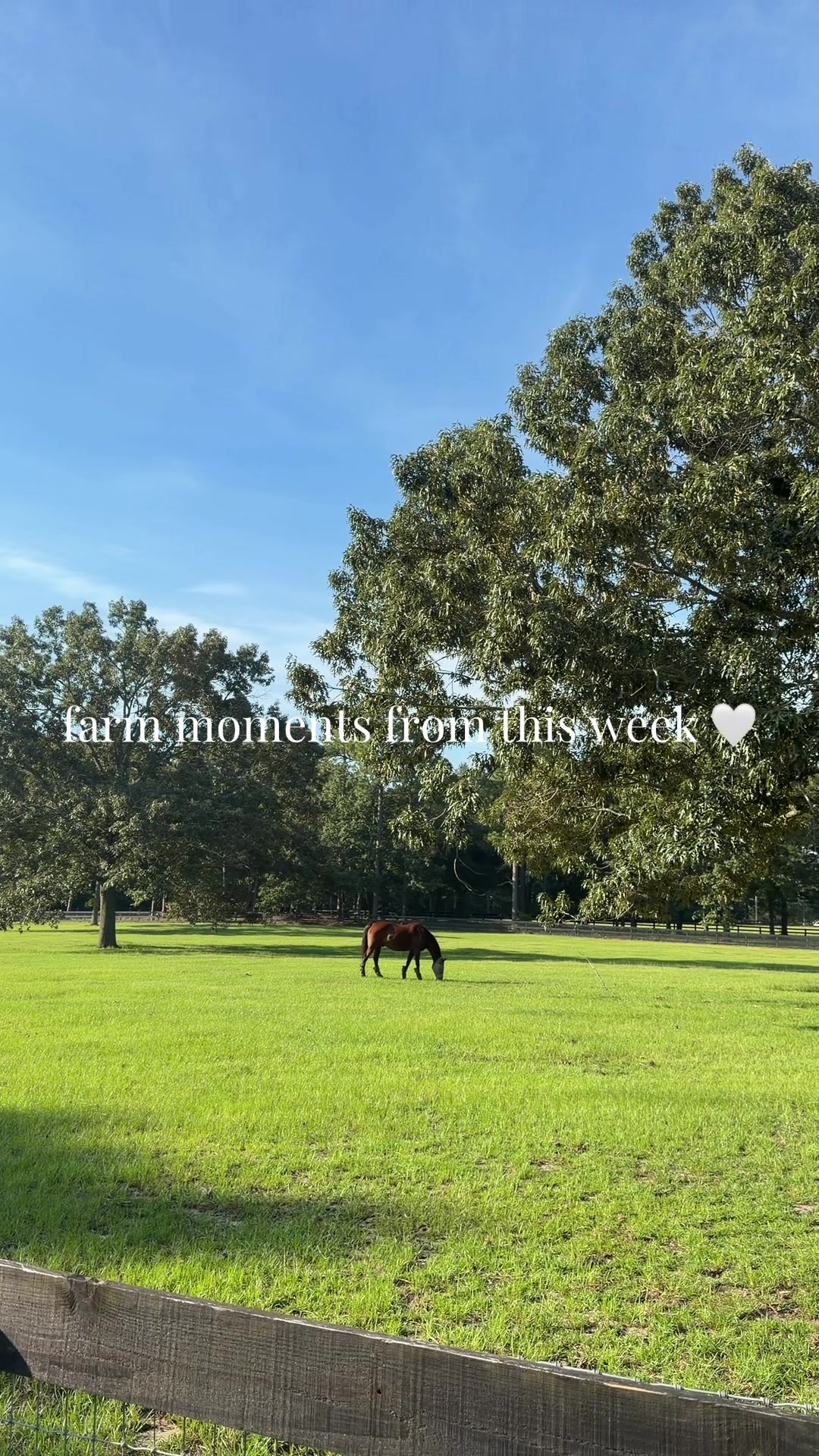 @corderoequine