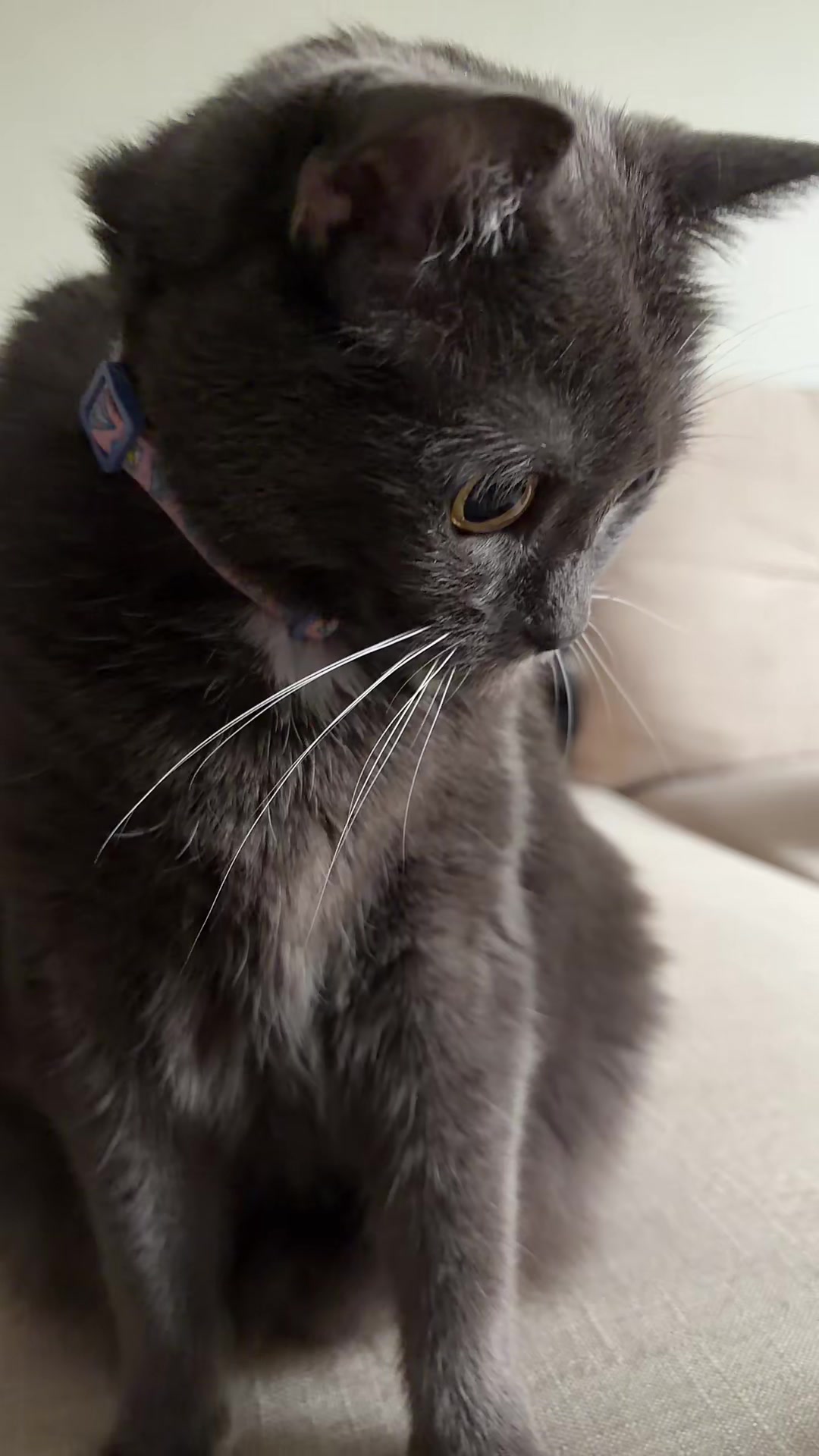 @zeldathecutecat