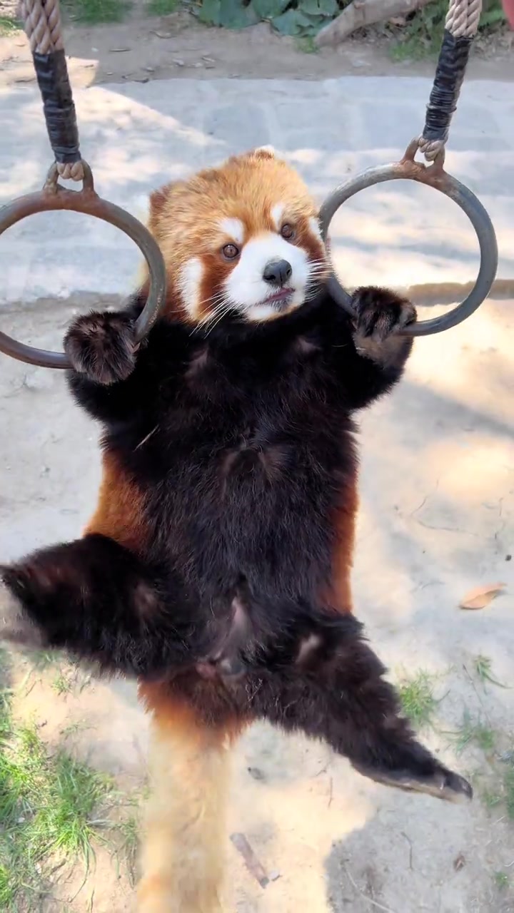 @littlepanda6487
