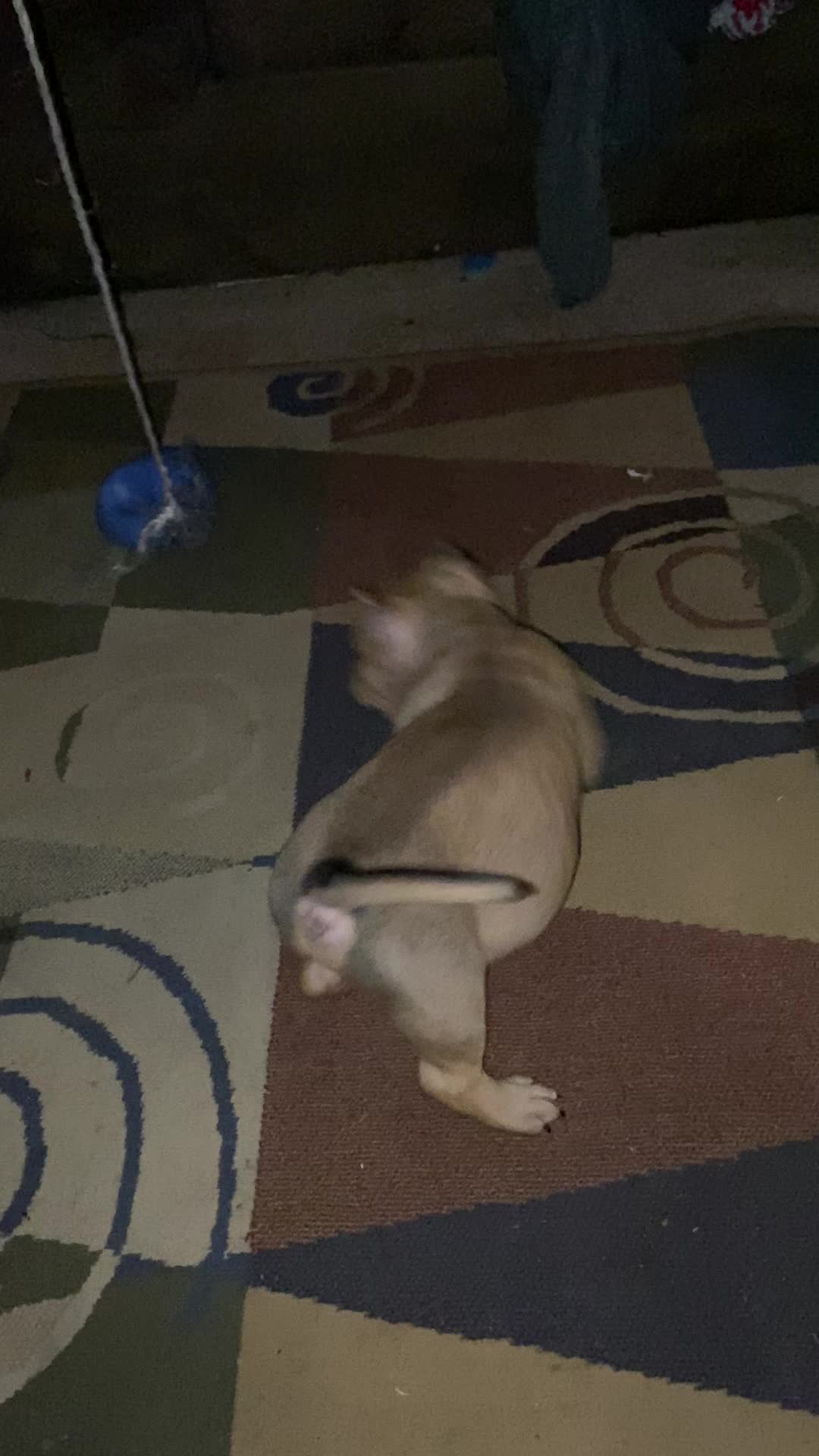 @DSGKENNELS