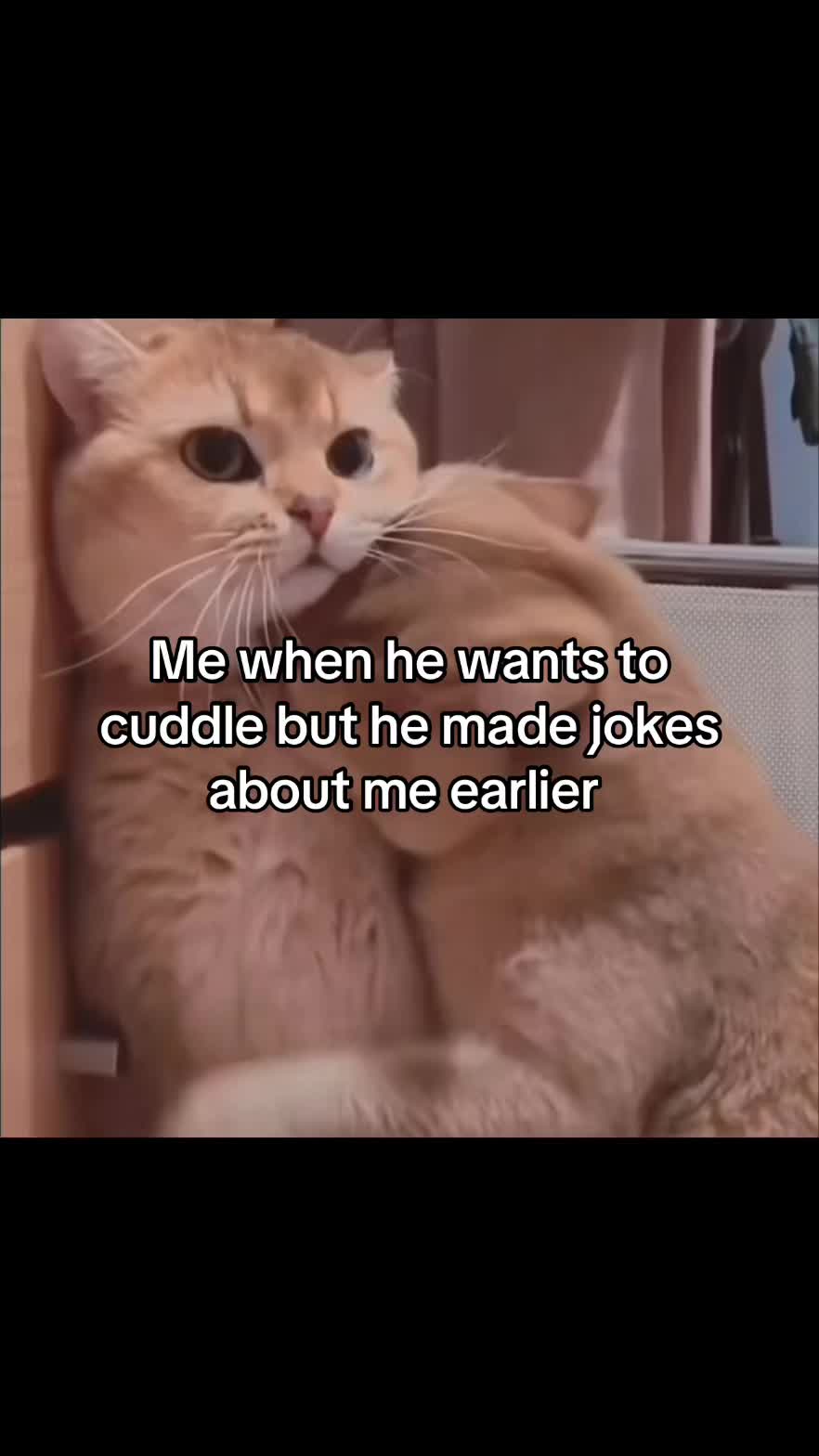 @LavanderCat