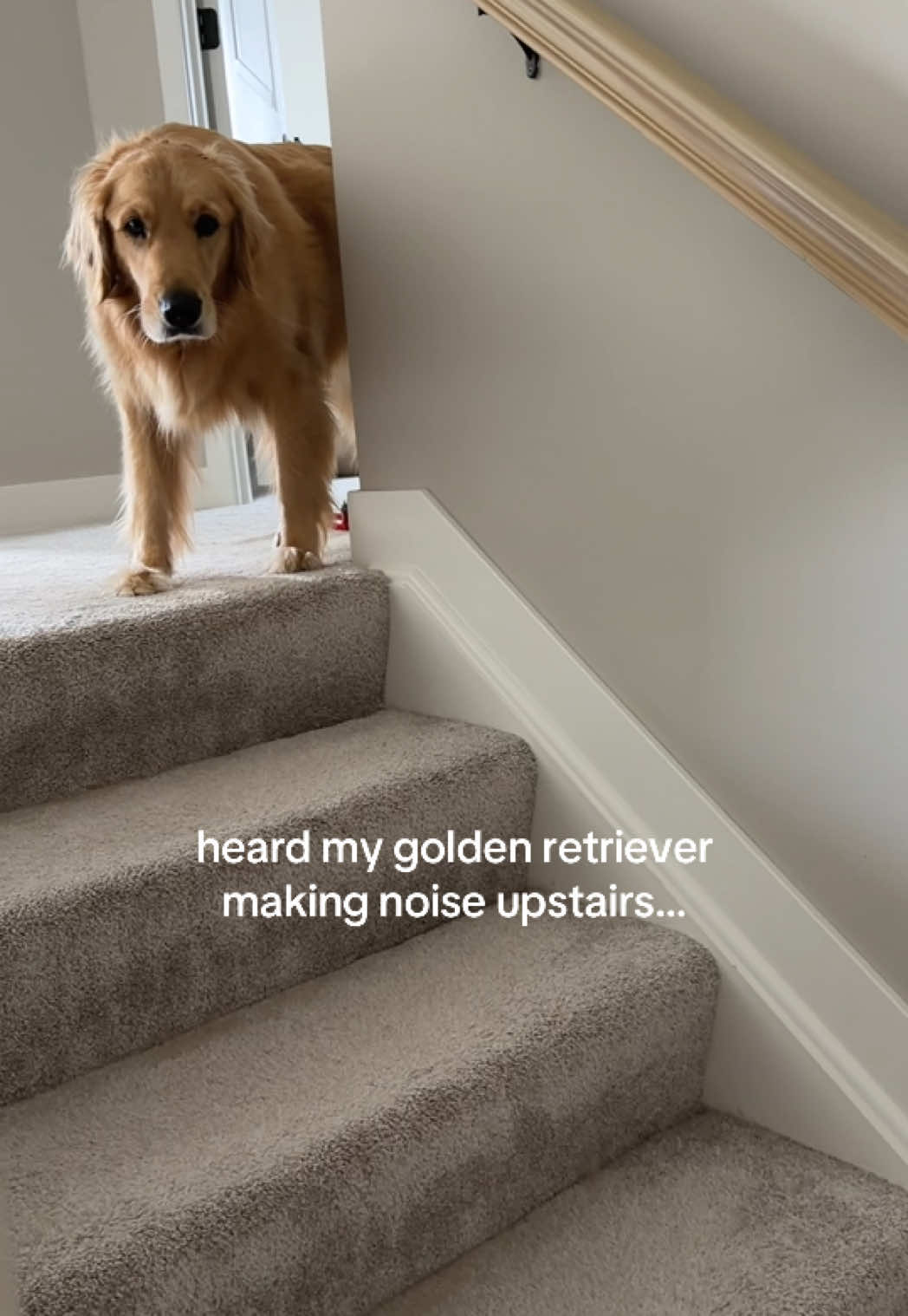 @novathegoldenn