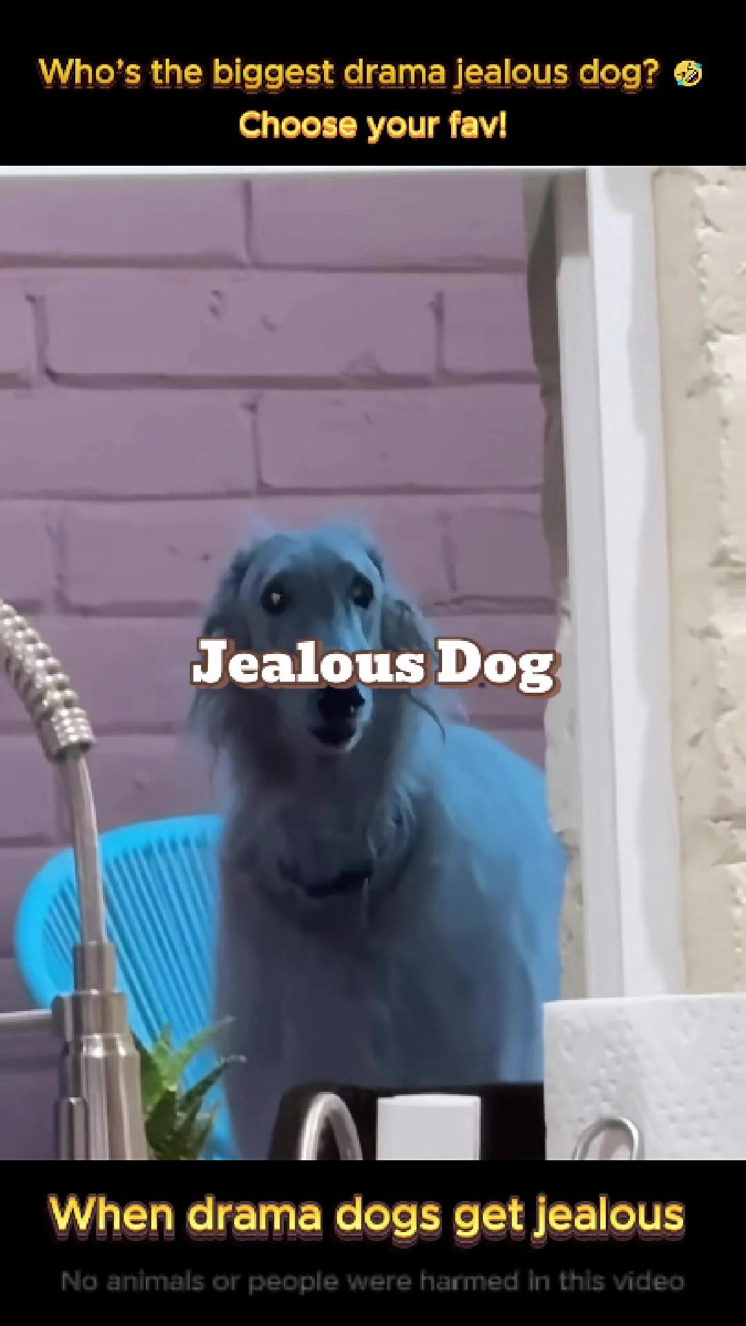 @pet.funny799