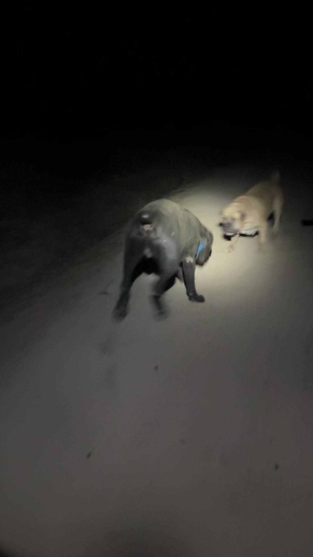 @Bigfoot Boerboels