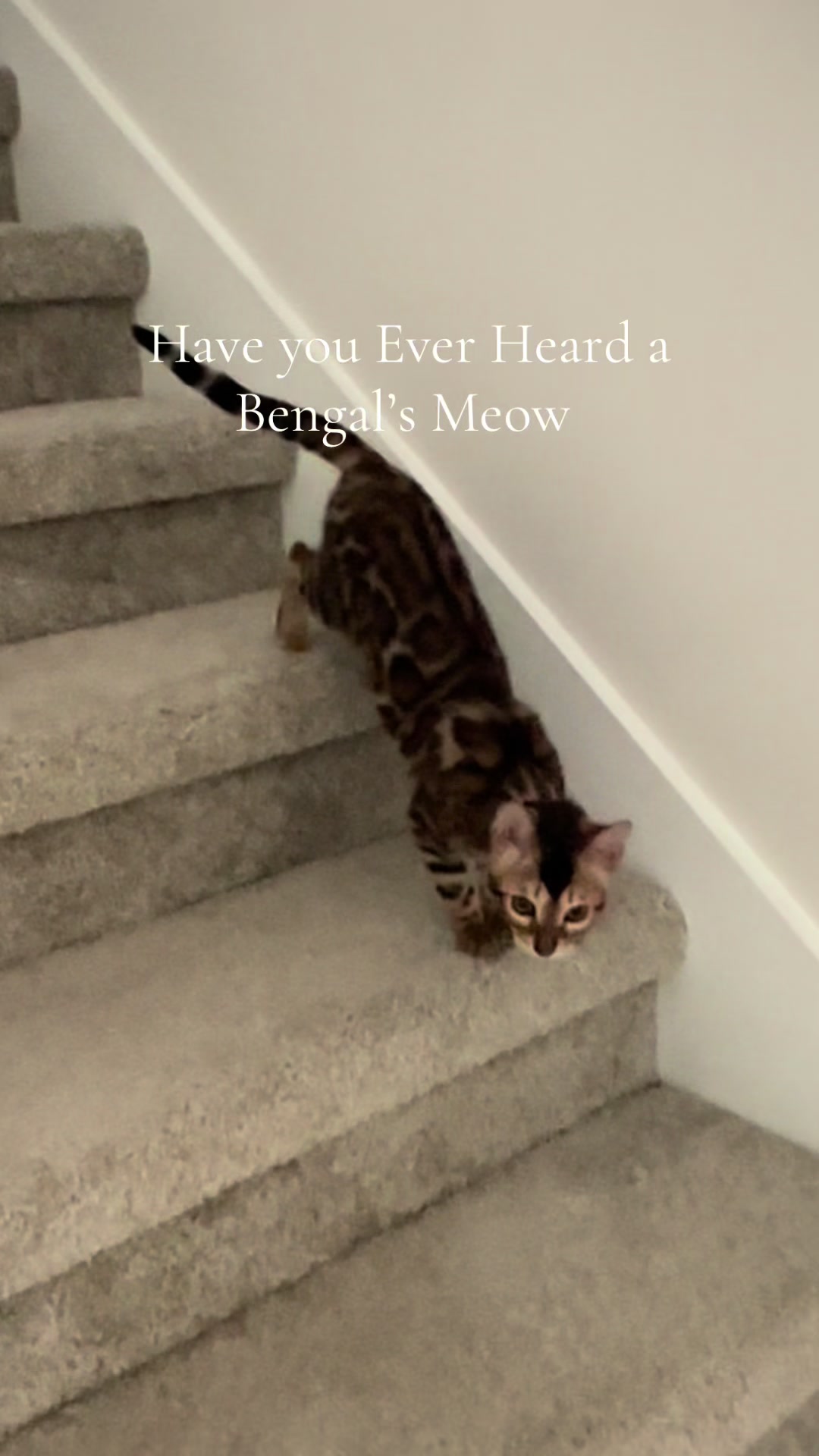 @cleochanelthebengal