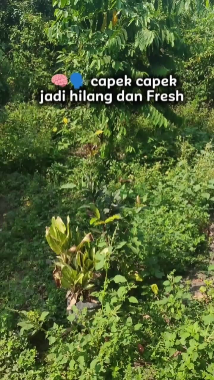 @Miftaku