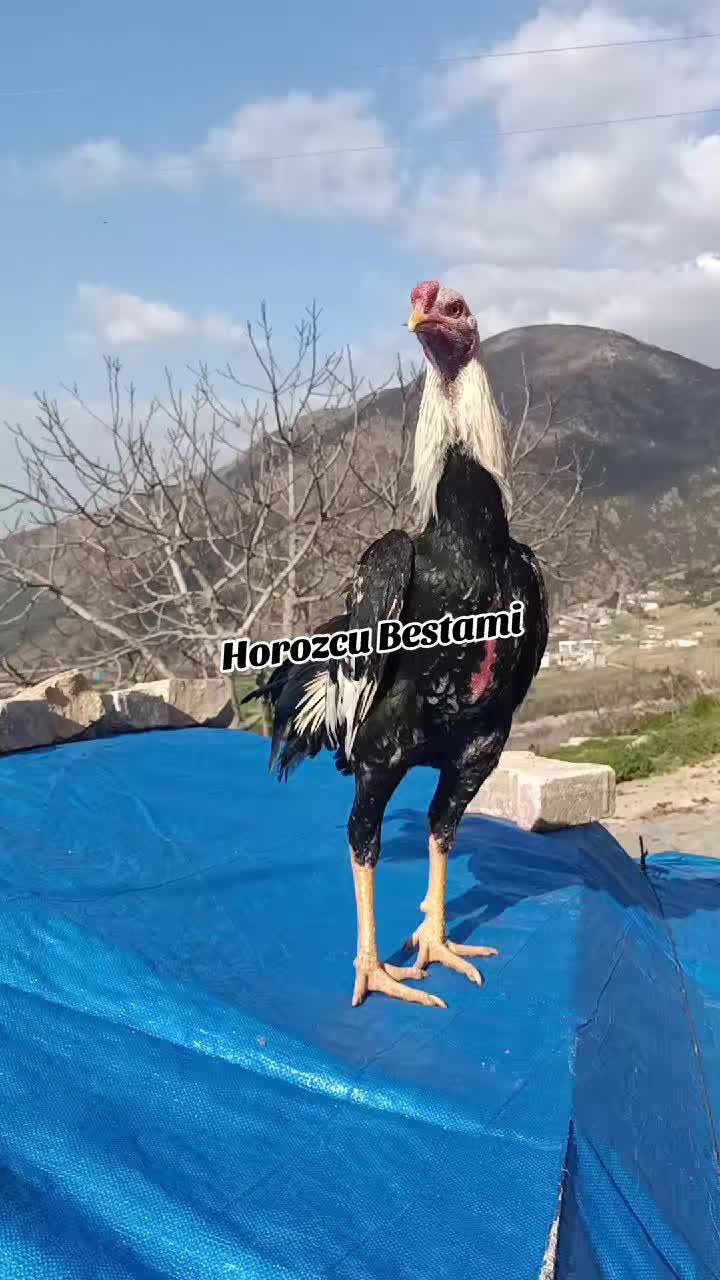 @horozcu_31